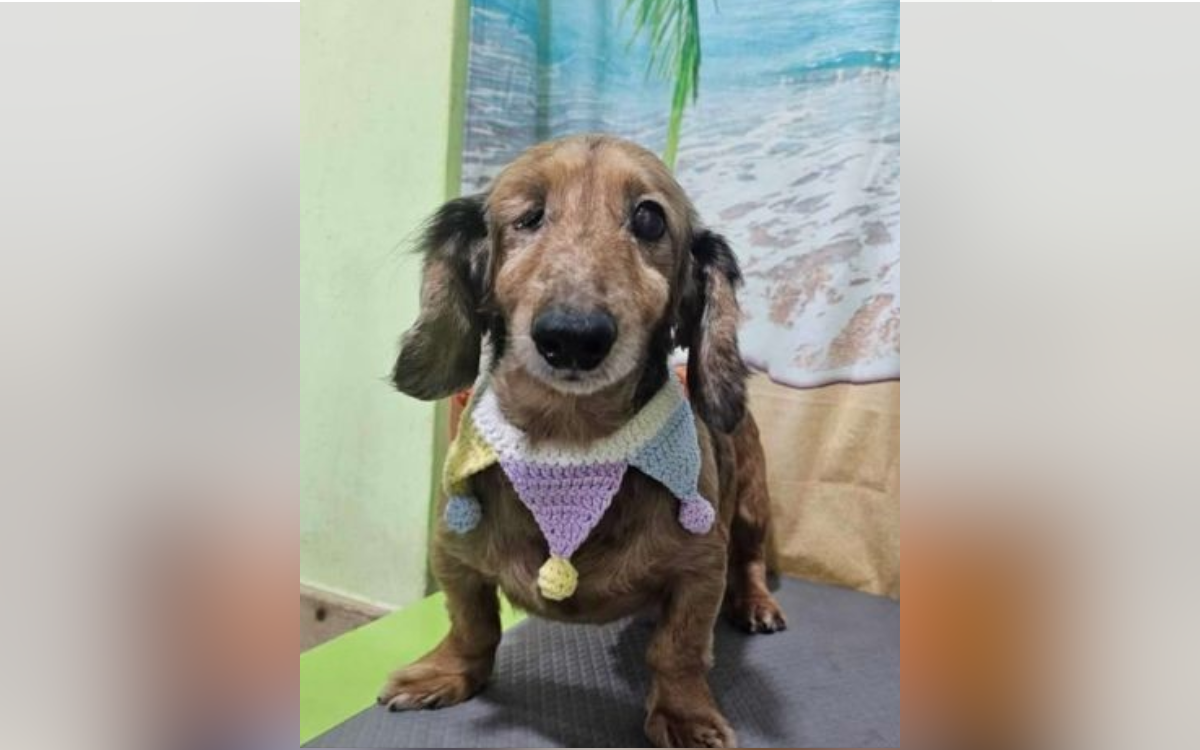 Dog Lost Eye and Tail in Slaughterhouse Ordeal—One Photo Changed Everything
