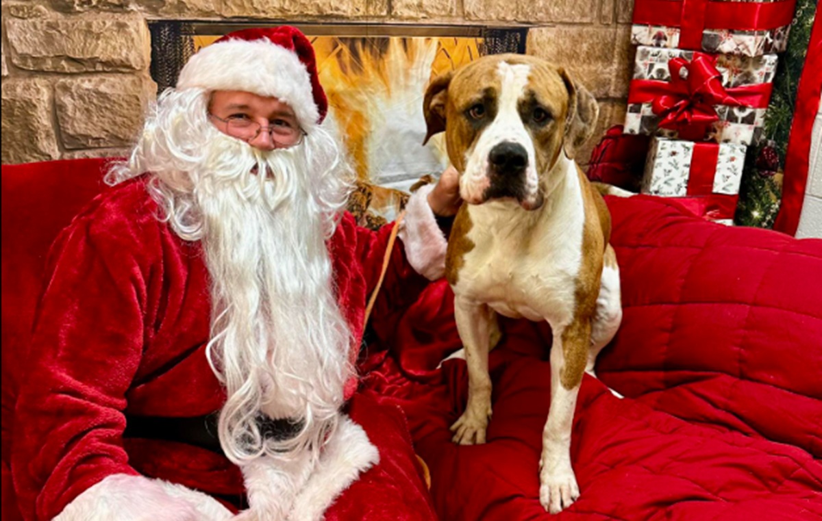 'Gentle Giant' Dog Left Tied Up Outside Shelter With Heartbreaking Note