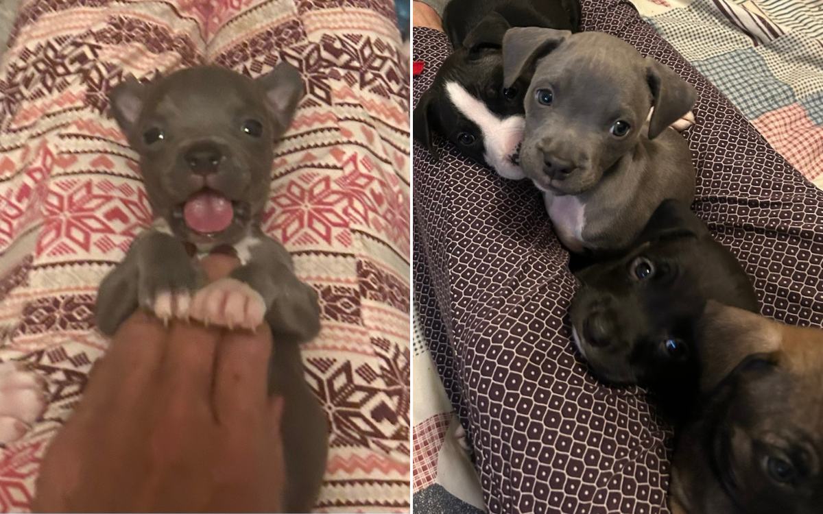 Foster Puppy Struggles As Siblings Adopted, Then Another Dog Mom Steps In