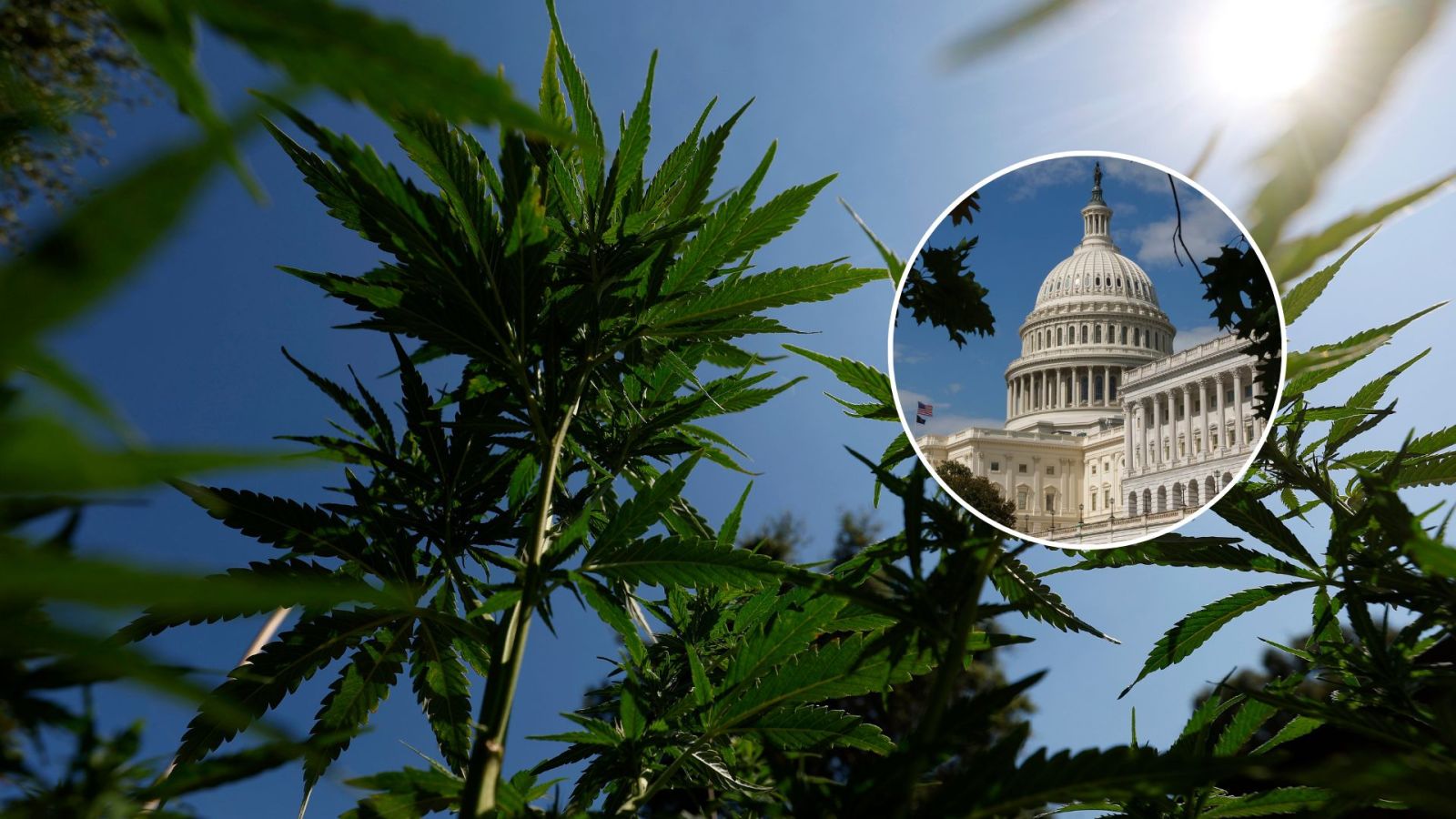 newsweek.com - Giulia Carbonaro - Congress rewrites hemp definition, reshaping cannabis rules