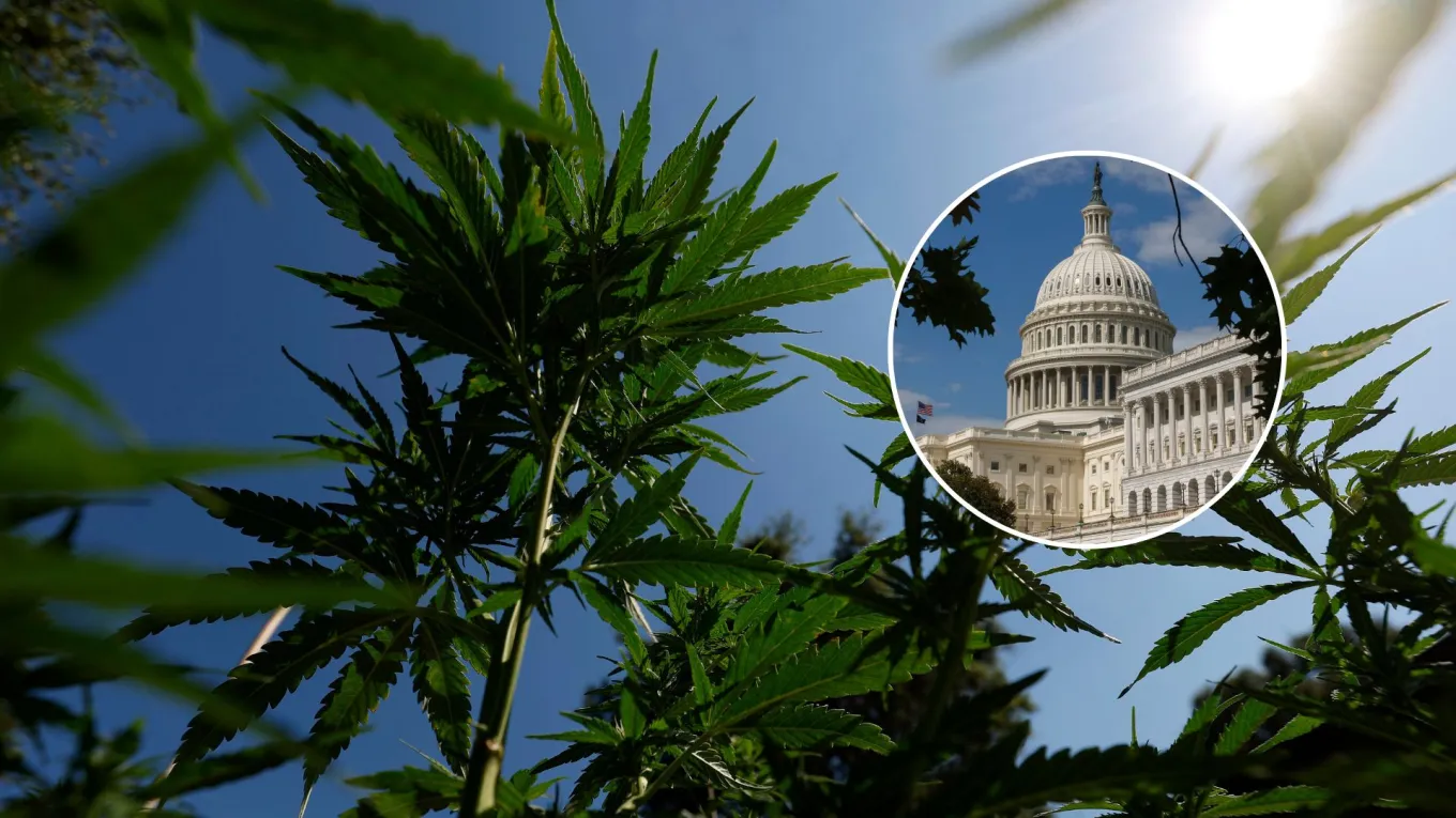 Kush Def Congress Rewrites Hemp Definition, Reshaping Cannabis Rules - Newsweek
