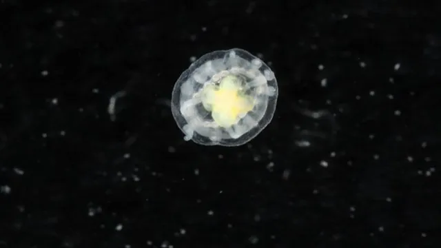 An image of the Turritopsis dohrnii jellyfish.