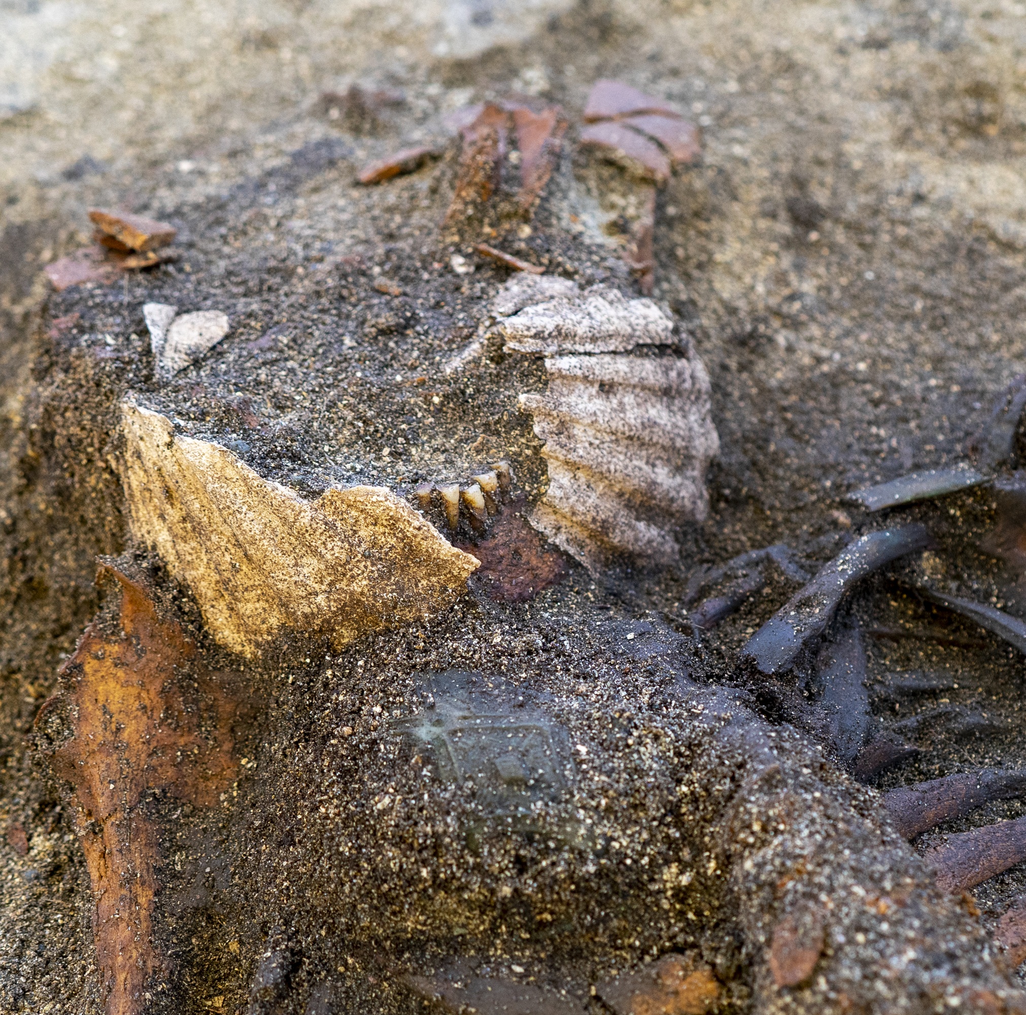 Metal Detectorist Reveals One of Norway’s Most Extraordinary Viking Graves