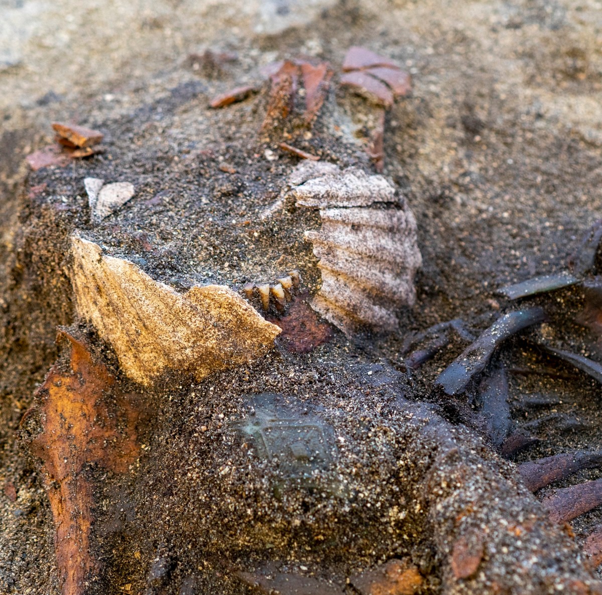 Un detector de metales revela uno de los cementerios vikingos más extraordinarios de Noruega