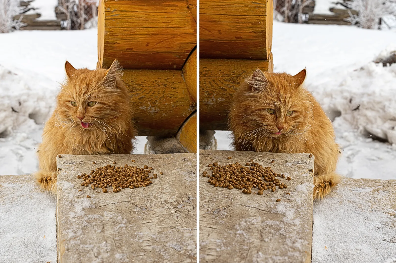 Cat Found Crying on Porch in Snow, Tears at Response: ‘Saddest Little Face’