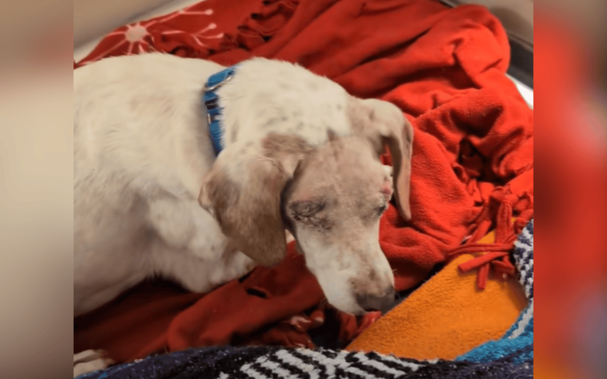 Family Surrenders Blind Senior Dog to Shelter—Then Vets Remove Her Eyes ...