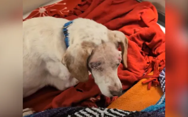 Kiki é um cão de abrigo cego e idoso.