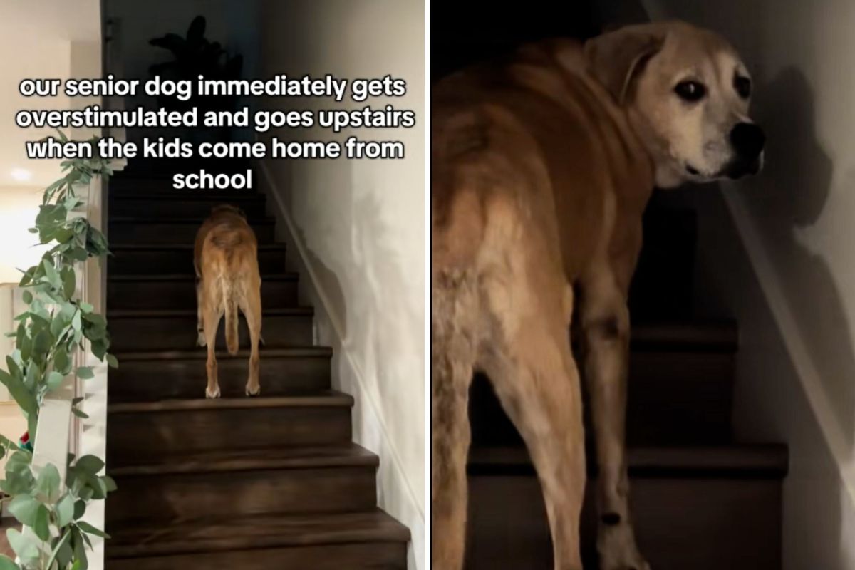 Senior Dog's Hilarious Reaction to Kids Returning Home Captured in Viral Video