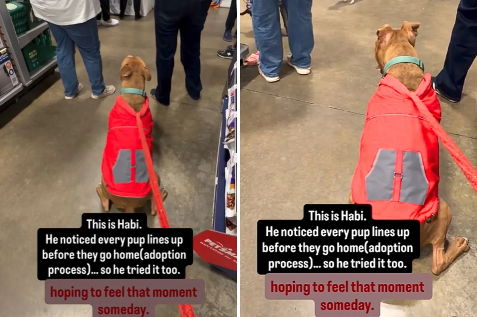 Tears as Shelter Dog Sees Pups Lining Up to Be Adopted, Tries to Join Them