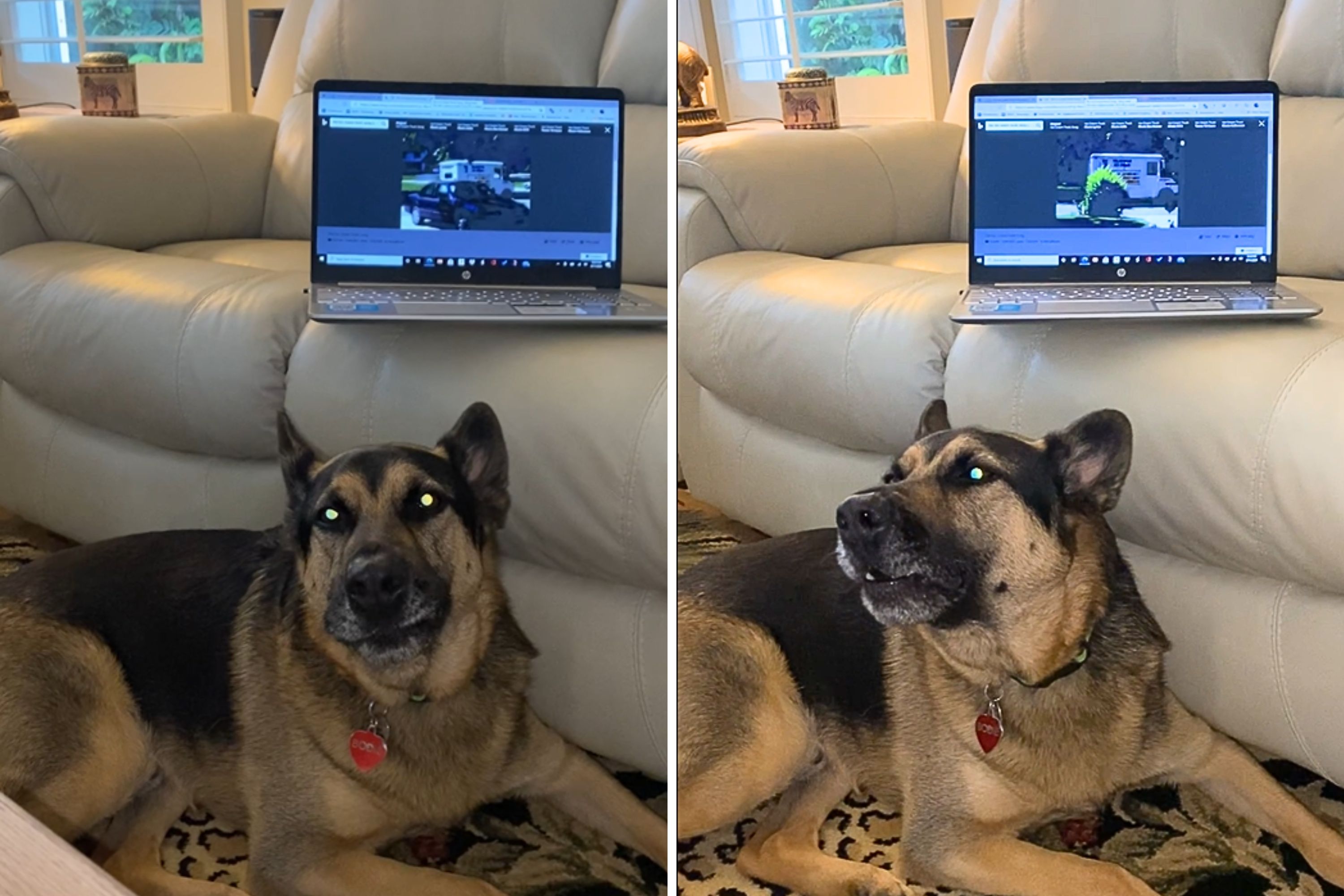 Dog Howling Every Time He Hears Ice Cream Truck Jingle Wins Pet of the Week