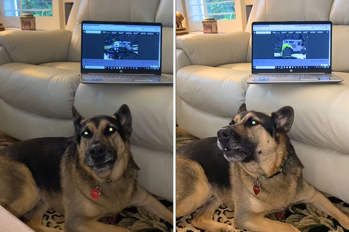 Perro juguetea cada vez que escucha el helado Jingle, vence a la mascota de la semana