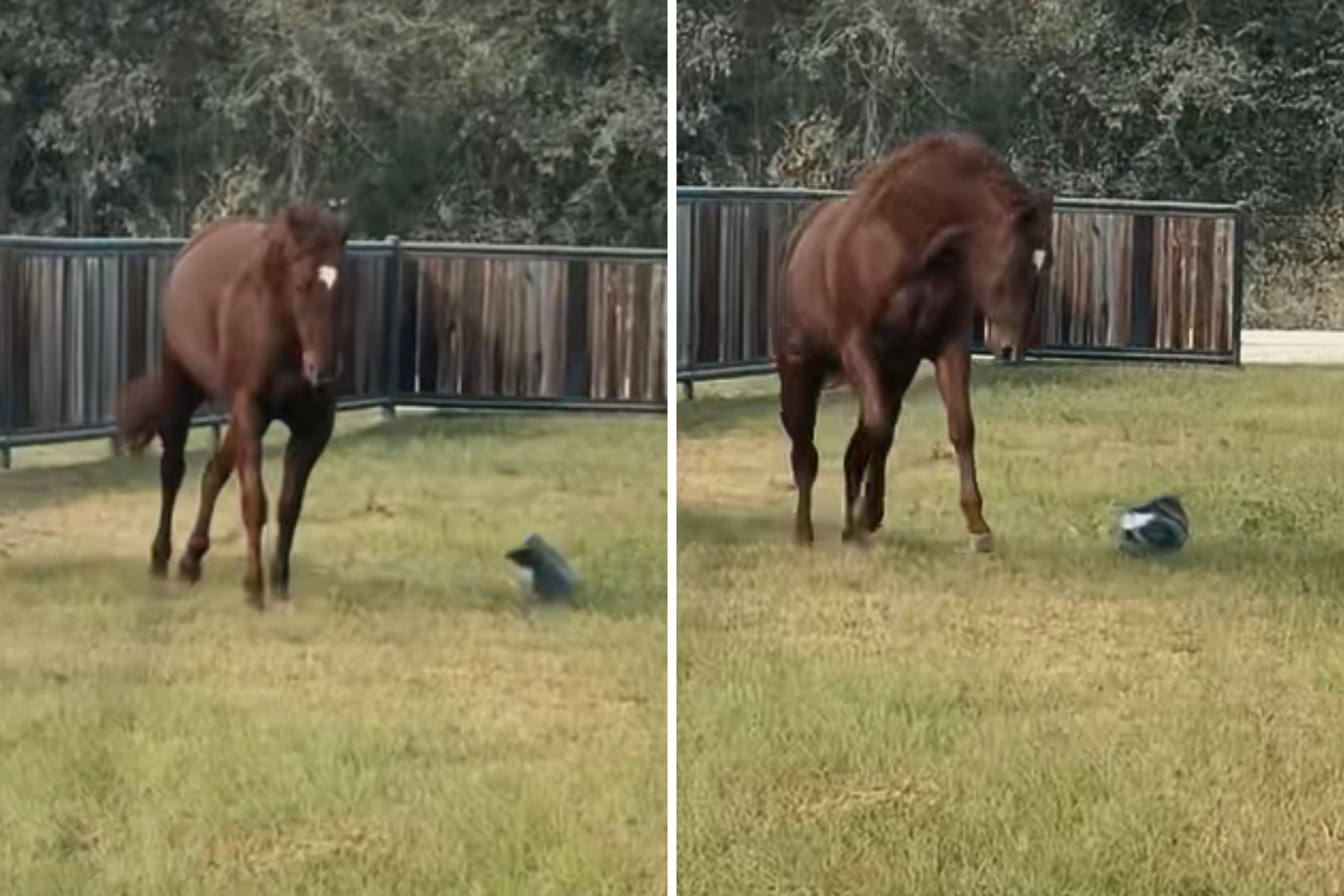 Driver Leaves Package Too Close to Fence—Then Unexpected Pet Snatches It