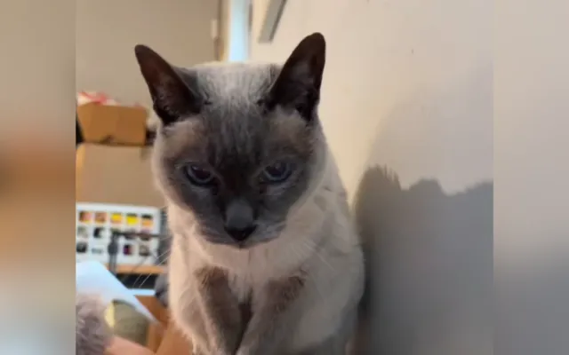 Ariel is home and safe.