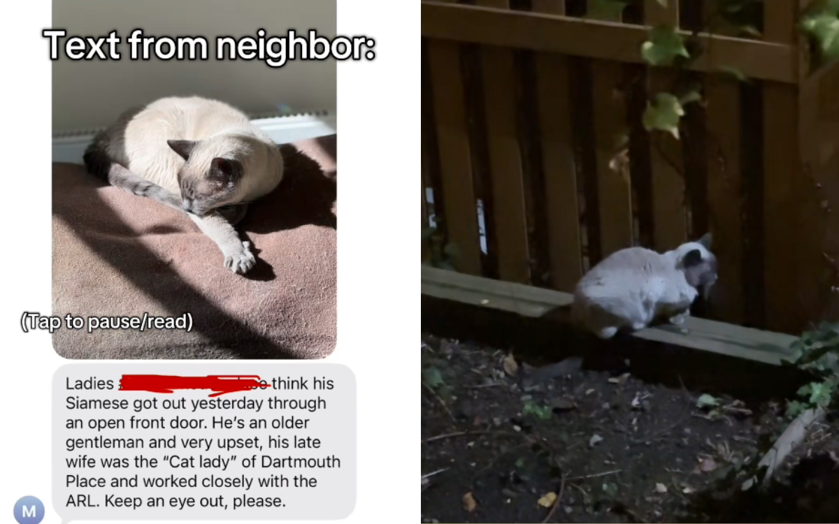 Old Man ‘Devastated’ As Senior Cat Goes Missing—Tears At What Happens Next