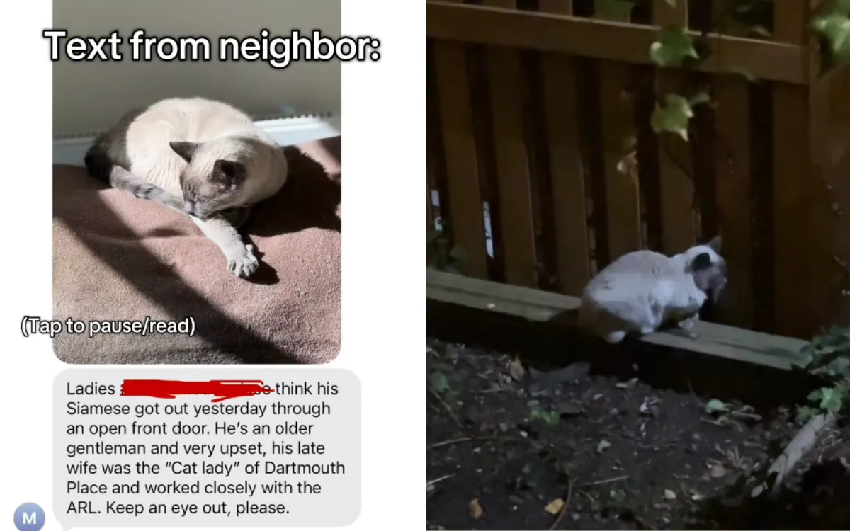 Old Man ‘Devastated’ As Senior Cat Goes Missing—Tears At What Happens Next