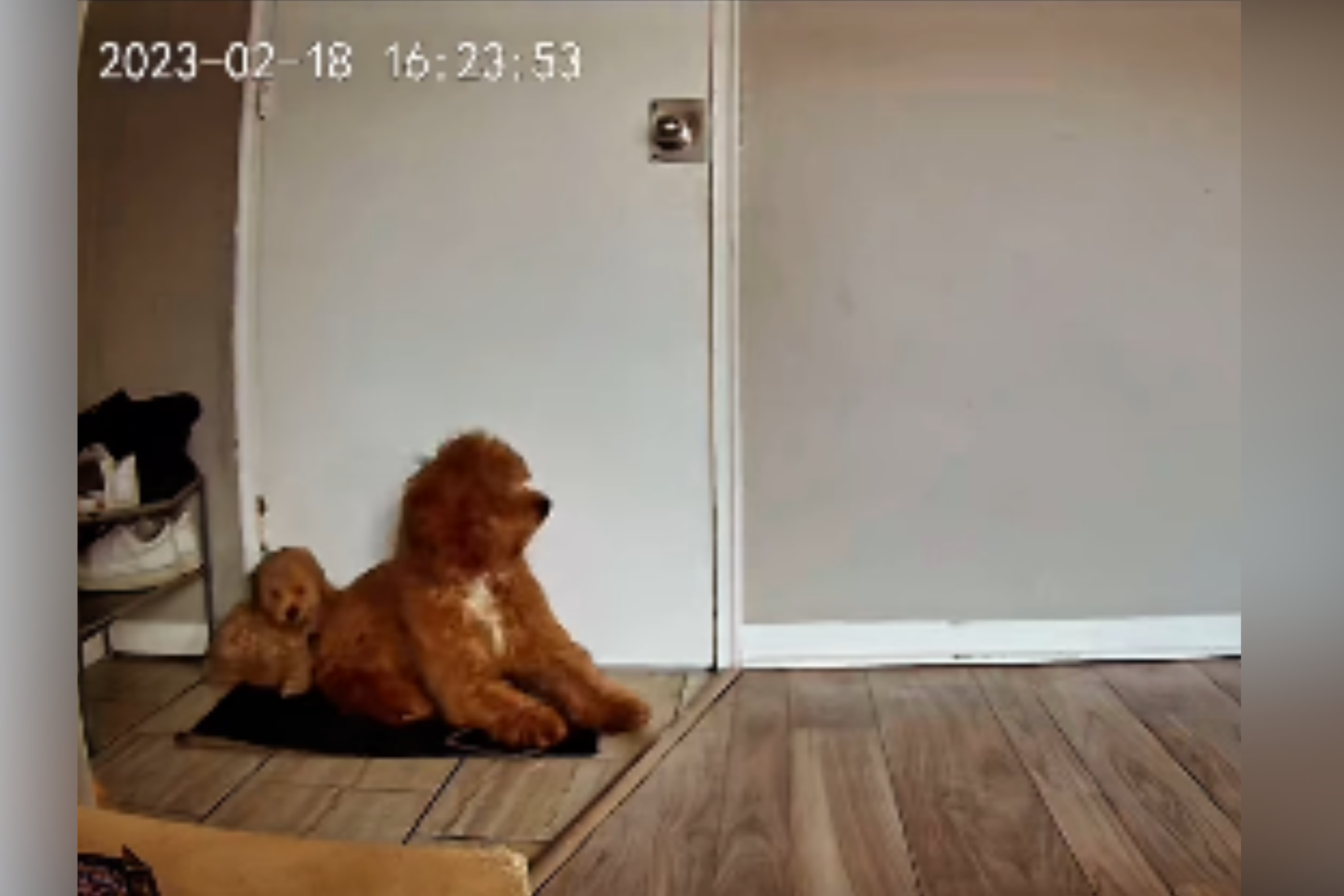 Tears As Cam Captures Puppies’ Reaction to Owner Coming Home: ‘Purest Love’