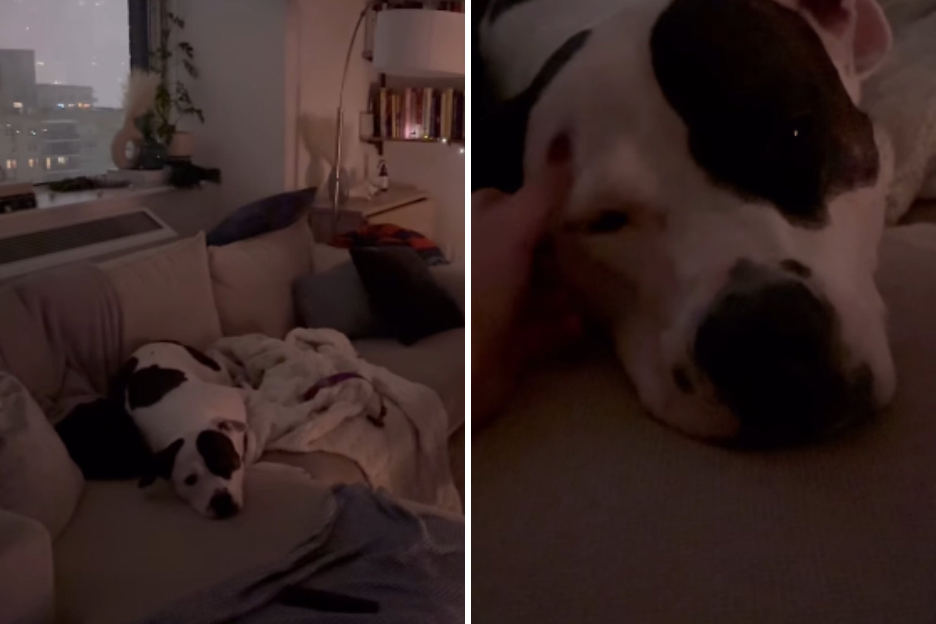 Woman Not Expecting How Dog Reacts to Scared Foster’s First Night at Home