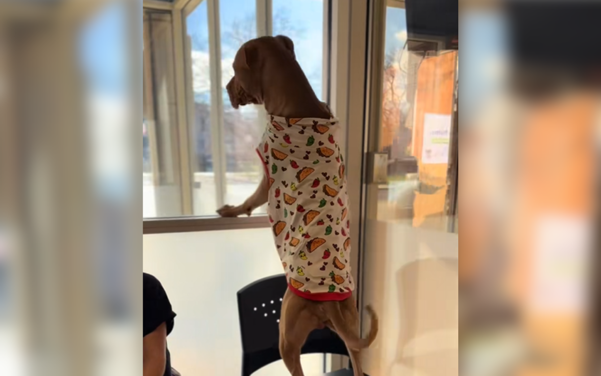 Tears As Dog Who’s Been at Shelter Longest Catches Glimpse of Outside World