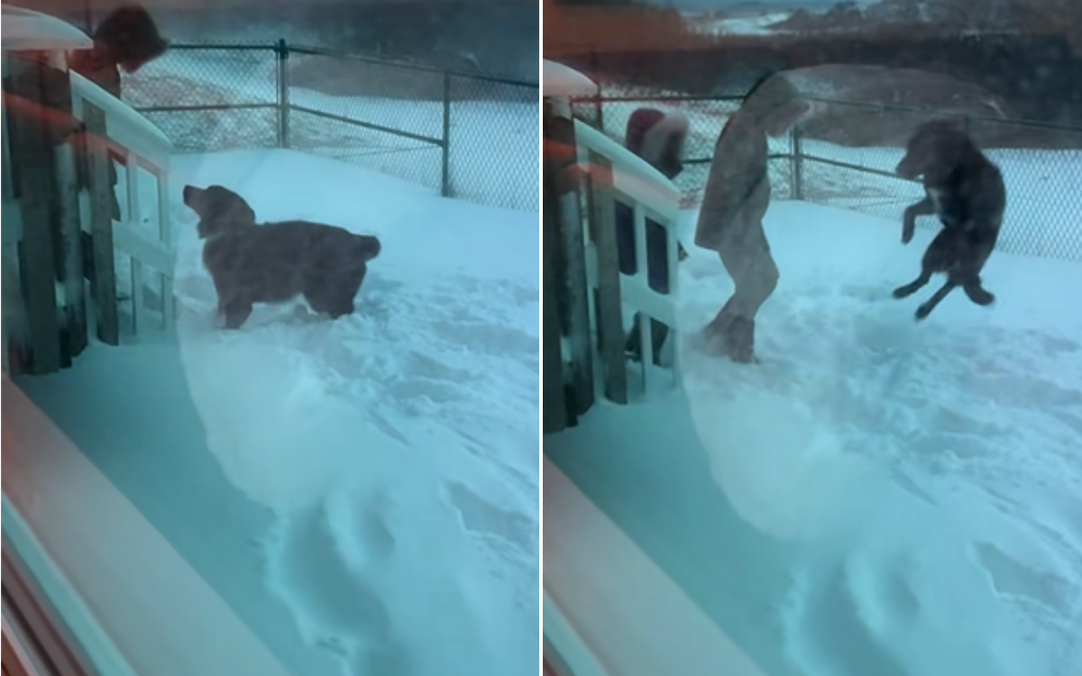 Watch the Exact Moment Dog Realizes He’s Never Going Back to the Shelter