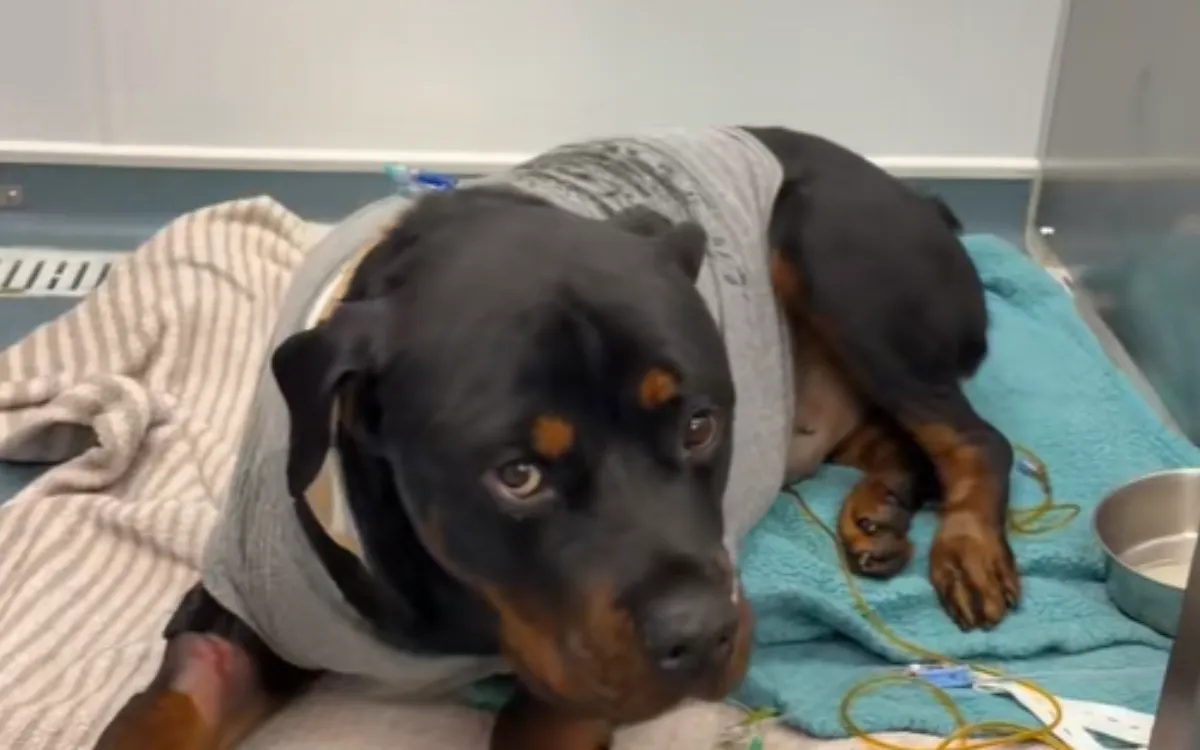 Heartache and Hope: A Dog's Struggle for Survival