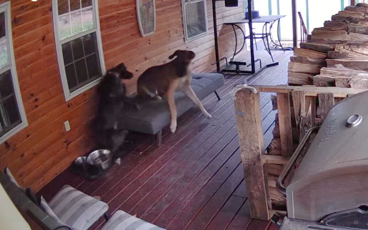 Great Danes' Couch Catastrophe: A Hilarious Mishap Caught on Camera