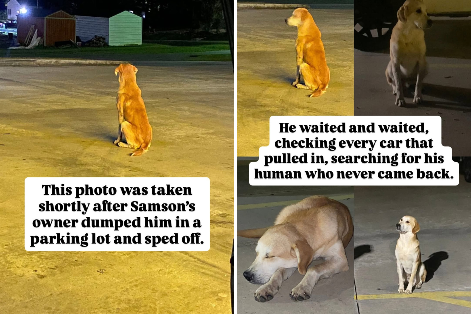 Tears As Dog Dumped in Parking Lot ‘Waited and Waited’ for Owner’s Return