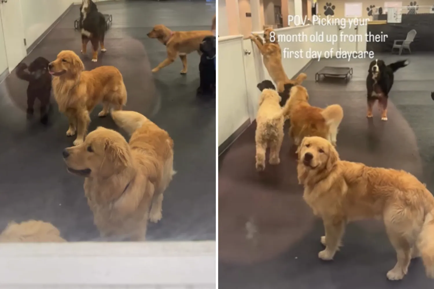 Golden Retriever Puppy’s Reaction After First Day at Daycare Goes Viral