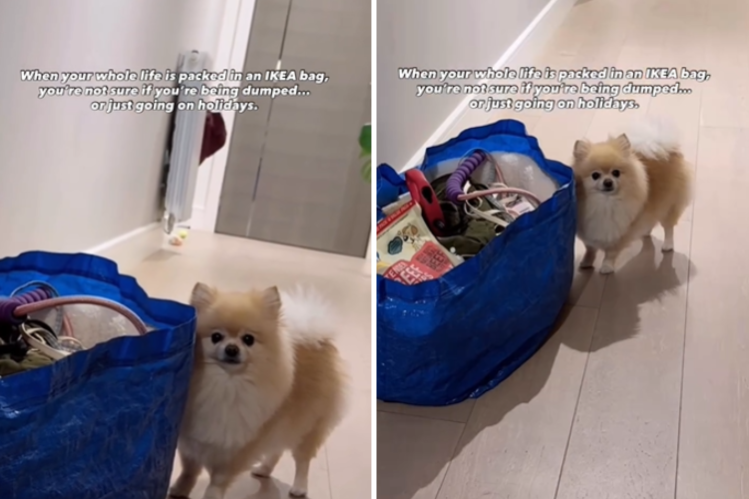 Pomeranian Sees Whole Life Packed Into Ikea Bag—Fears ‘I’m Being Abandoned’