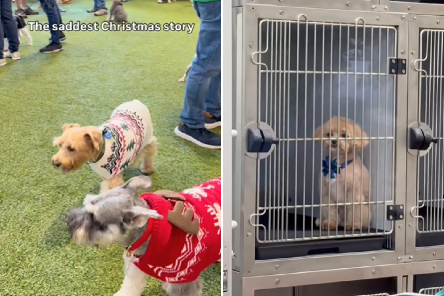 Face of Dog Who’s the Only One Left Out the Christmas Party Breaks Hearts