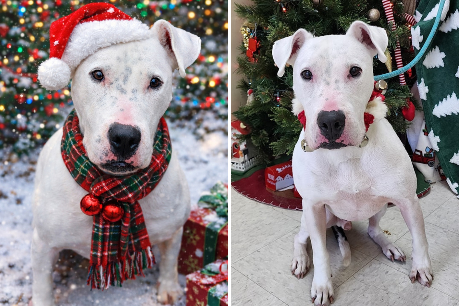 Tears as Dog Abandoned Five Christmases Ago Still Waits for a Forever Home
