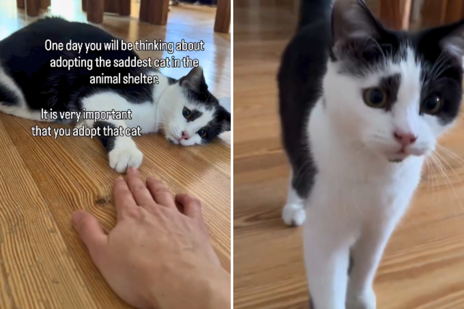 Woman Adopts ‘Saddest’ Shelter Cat—Not Ready for How He Changes Once Home