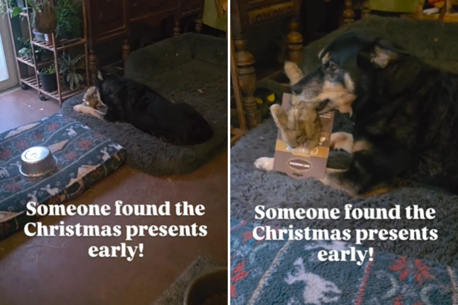 Dog Owner Hears 'Squeaking' Near Christmas Tree—Can’t Help but Smile at Why
