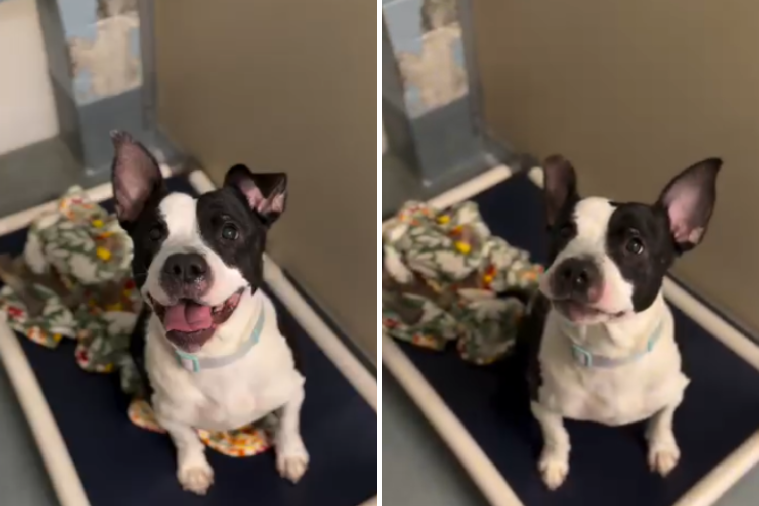 Dog Found Dumped Behind Dumpster With ‘Tiny Blanket’ Just Before Christmas