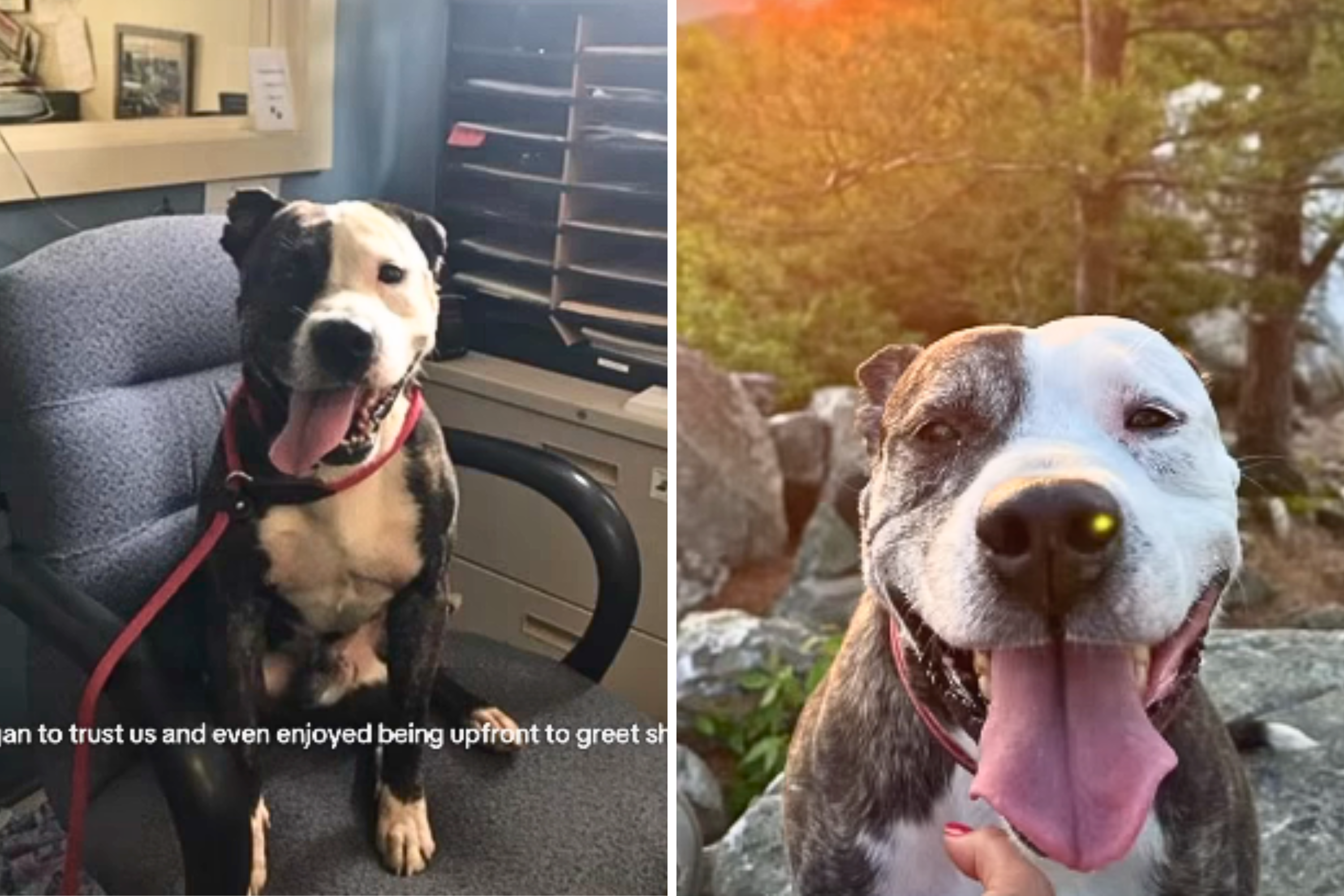 Dog Used As Bait Adopted—7 Years Later, Shelter Shares Heartbreaking Video