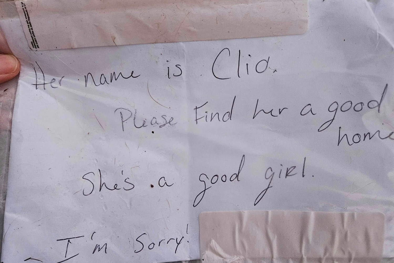 Dog Dumped Under Shelter Sign With a Note—What Staff Discover Breaks Hearts