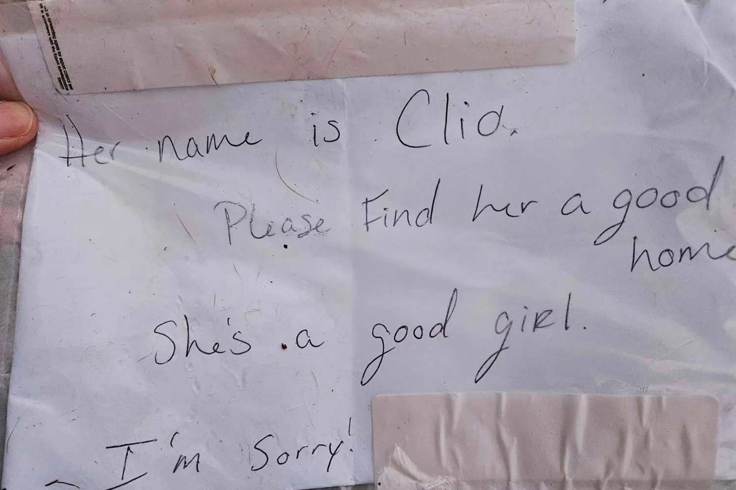 Dog Dumped Under Shelter Sign With a Note—What Staff Discover Breaks Hearts