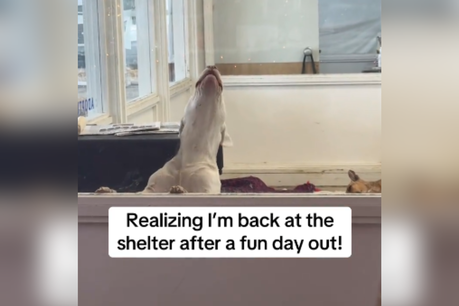 Dog Has Heartbreaking Reaction Realizing He’s Back at Shelter After Day Out