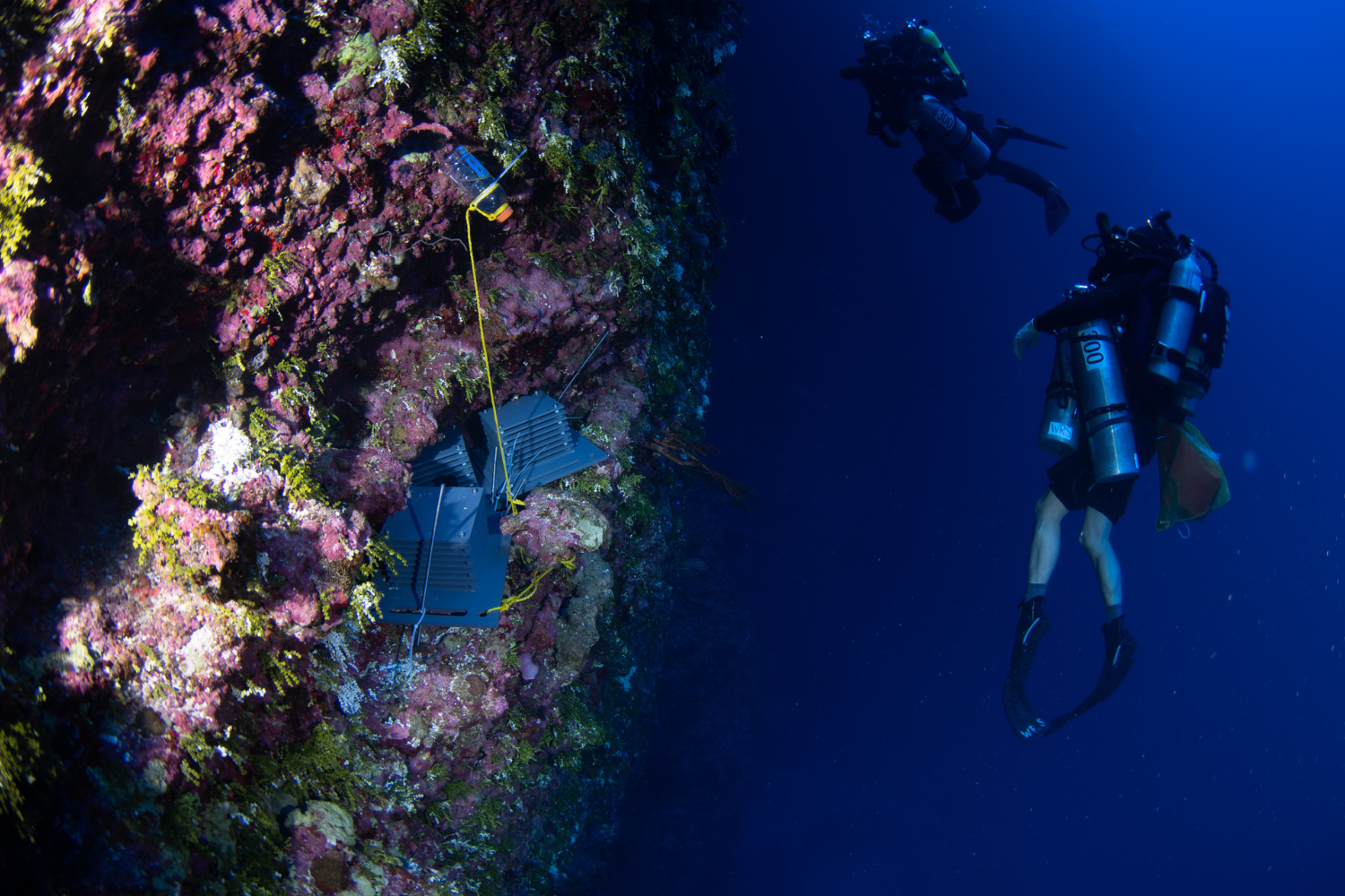 Scientists May Have Discovered 20 New Species in 'Twilight Zone'