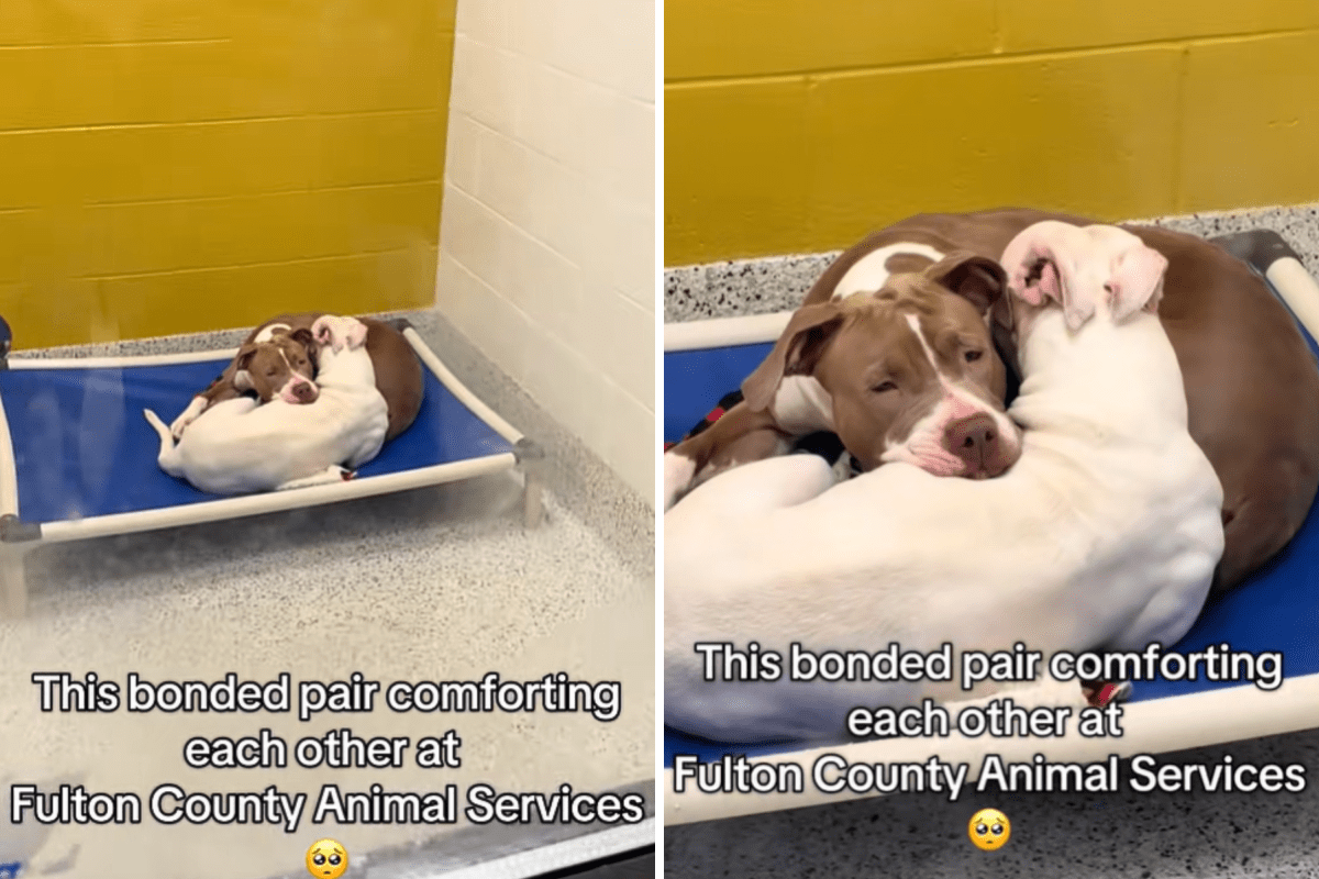 Corazón roto por el ‘perro feliz’