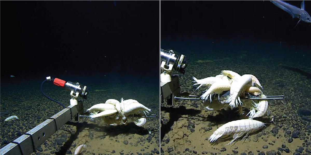 Revealing the Depths: The Surprising Abundance of Alicella gigantea