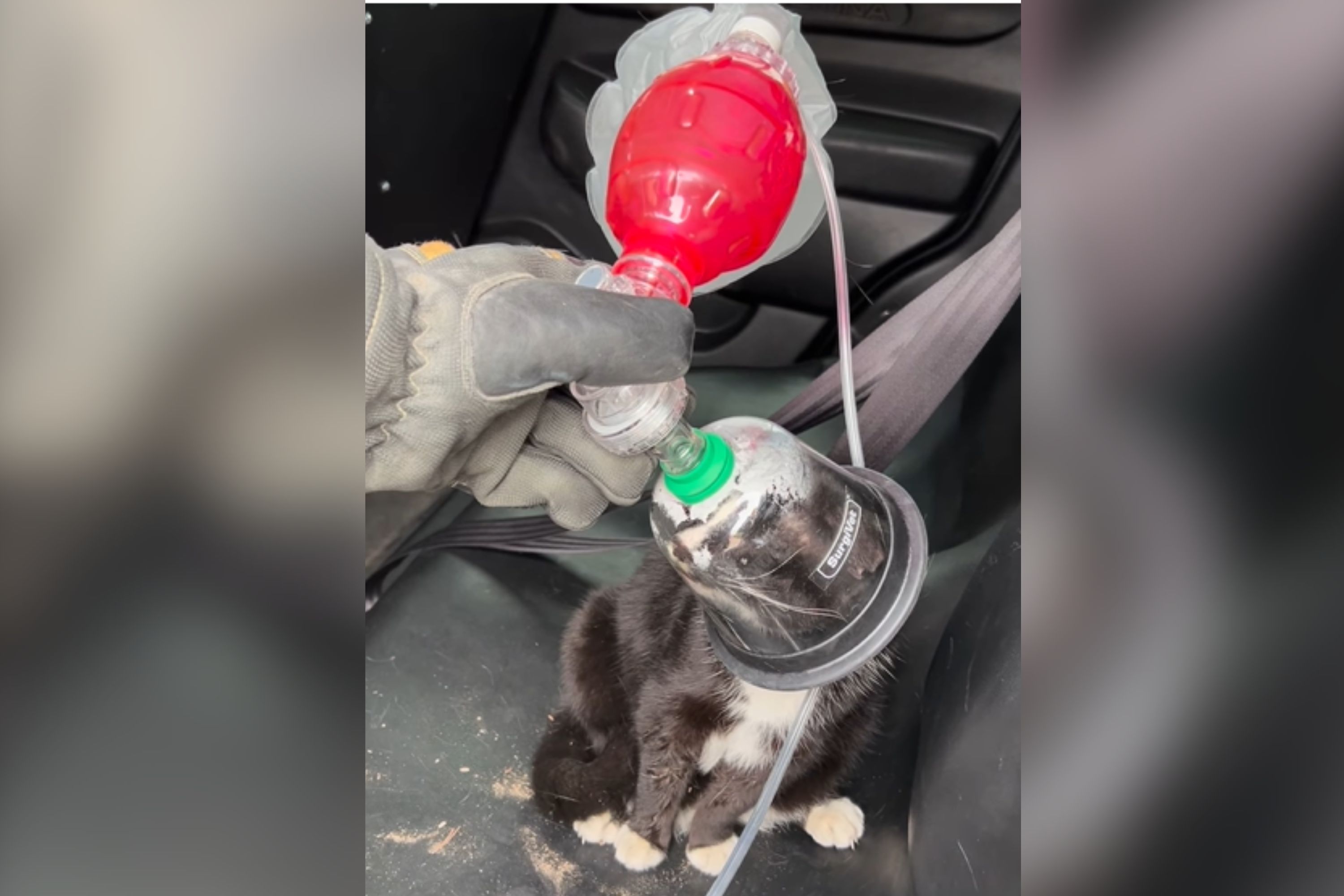 Firefighter Rescues Kitten From Blaze—Photo of What Happens Next Goes Viral