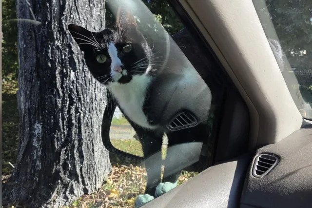 Cat looking through car window