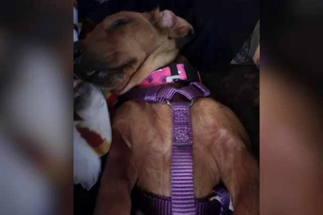 3-year-old dachshund