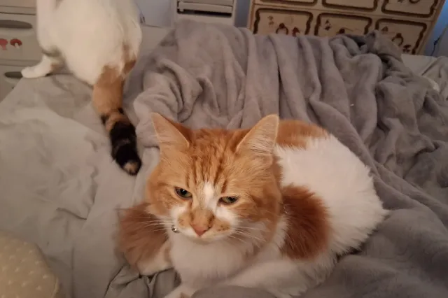 Orange and white cat on bed