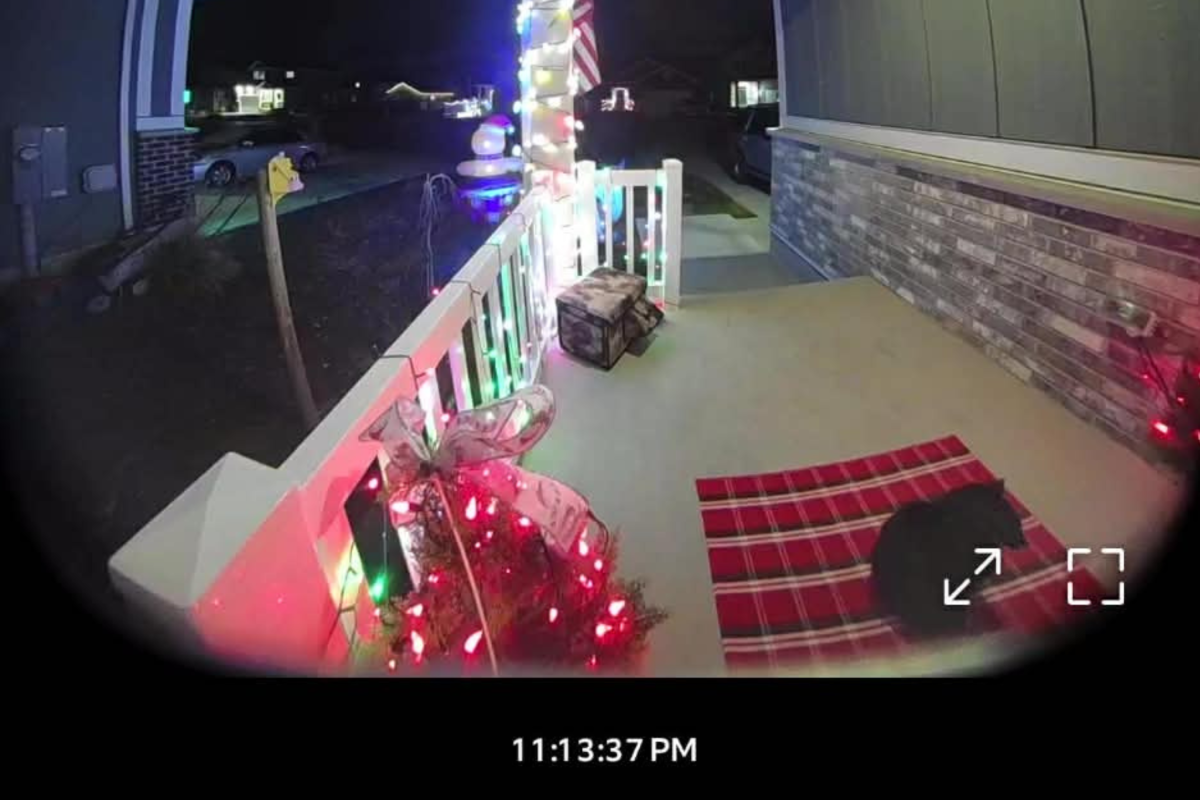 Couple Befriend Seemingly Stray Cat&mdash;Awkward Letter to Neighbors Goes Viral