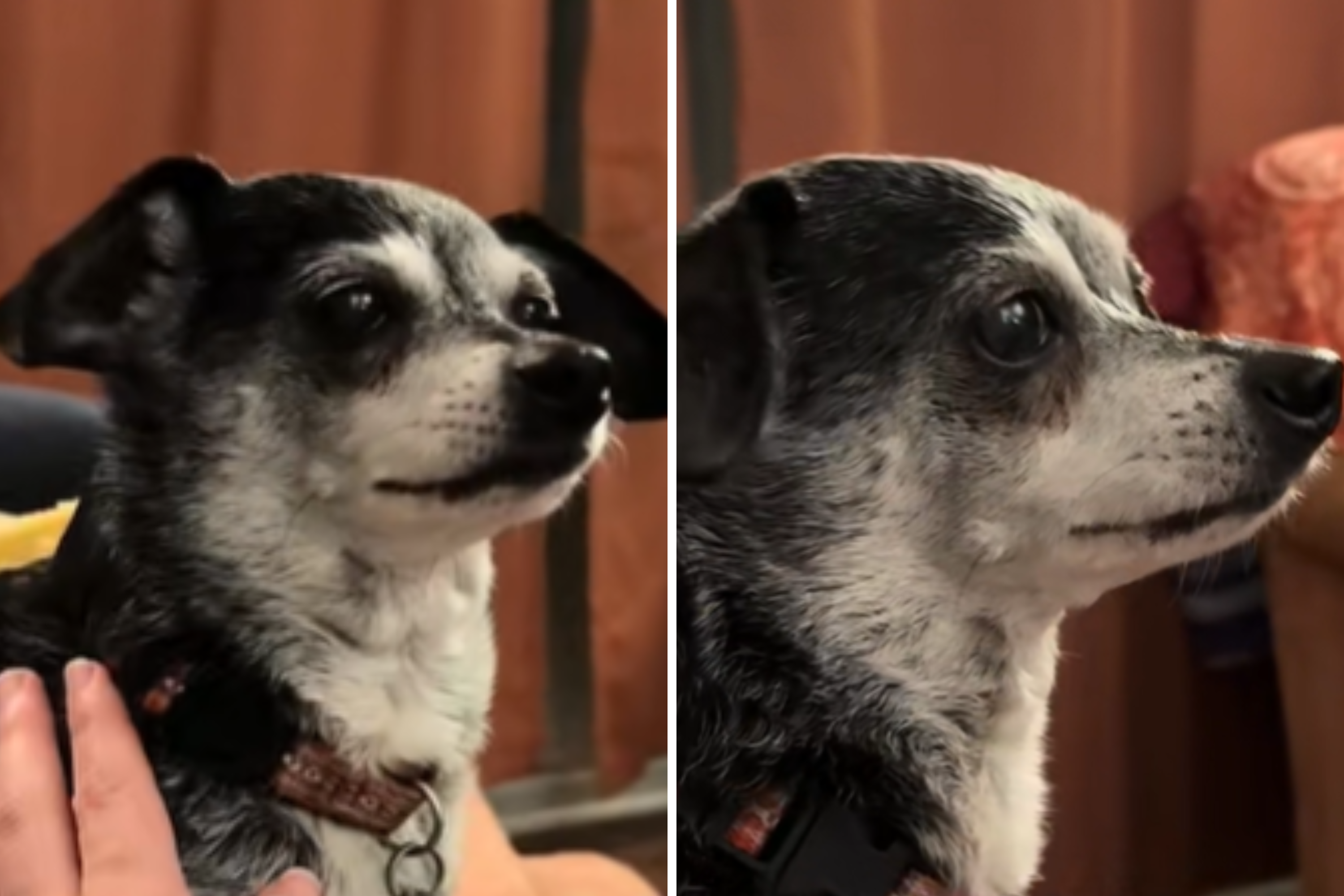 Heartbreak As Owner Captures Reality of Dog Dementia: ‘Nights Are Hard’