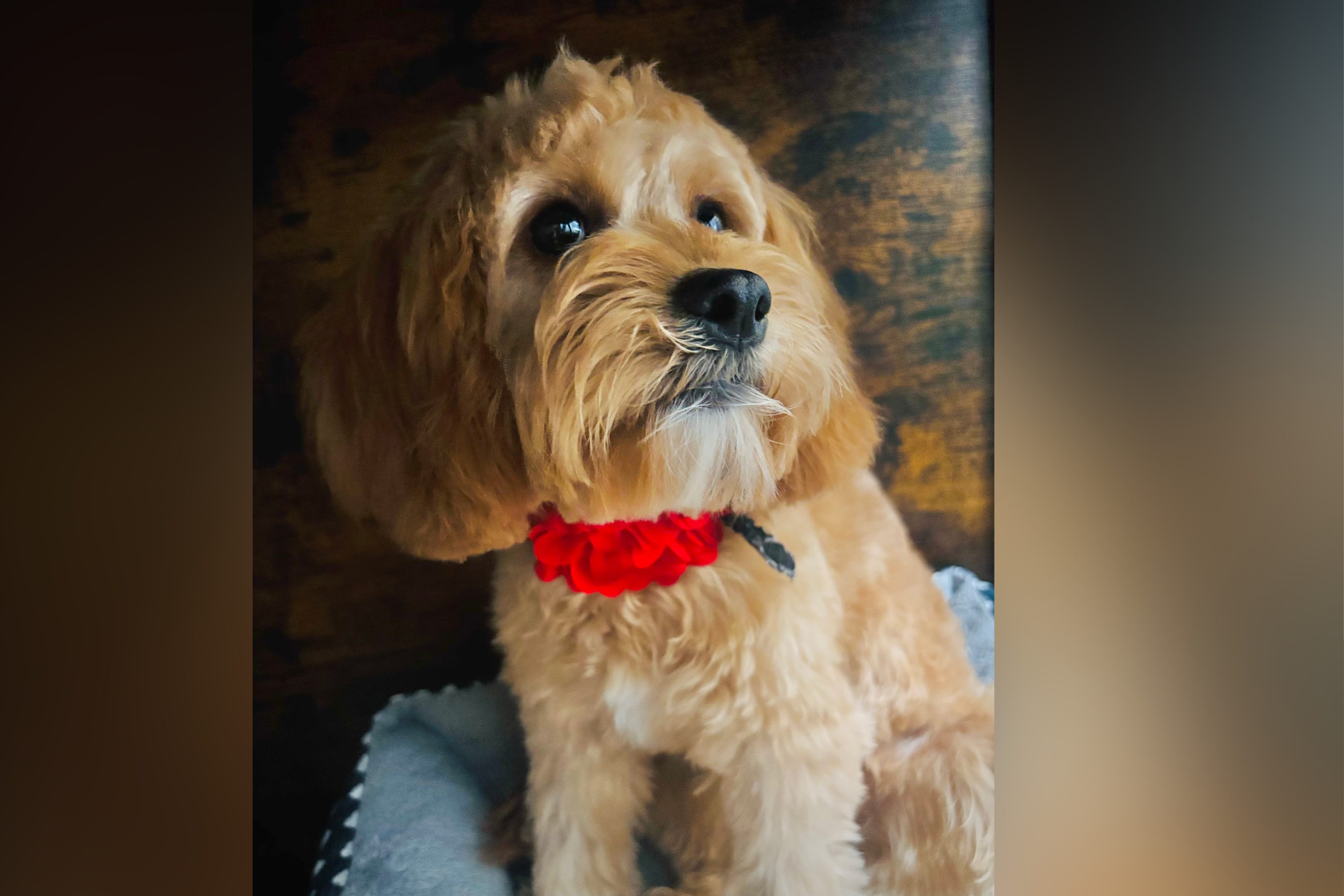 Mom Can’t Find Dog in House, Hysterics at What She Discovers in Son’s Room