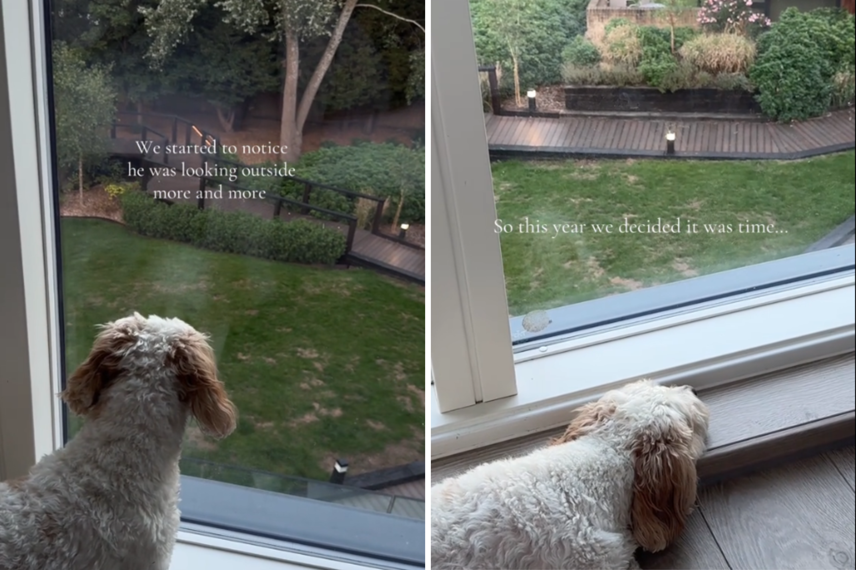 Apartment Dog Keeps Looking out Window—So Owners Make Major Life Decision