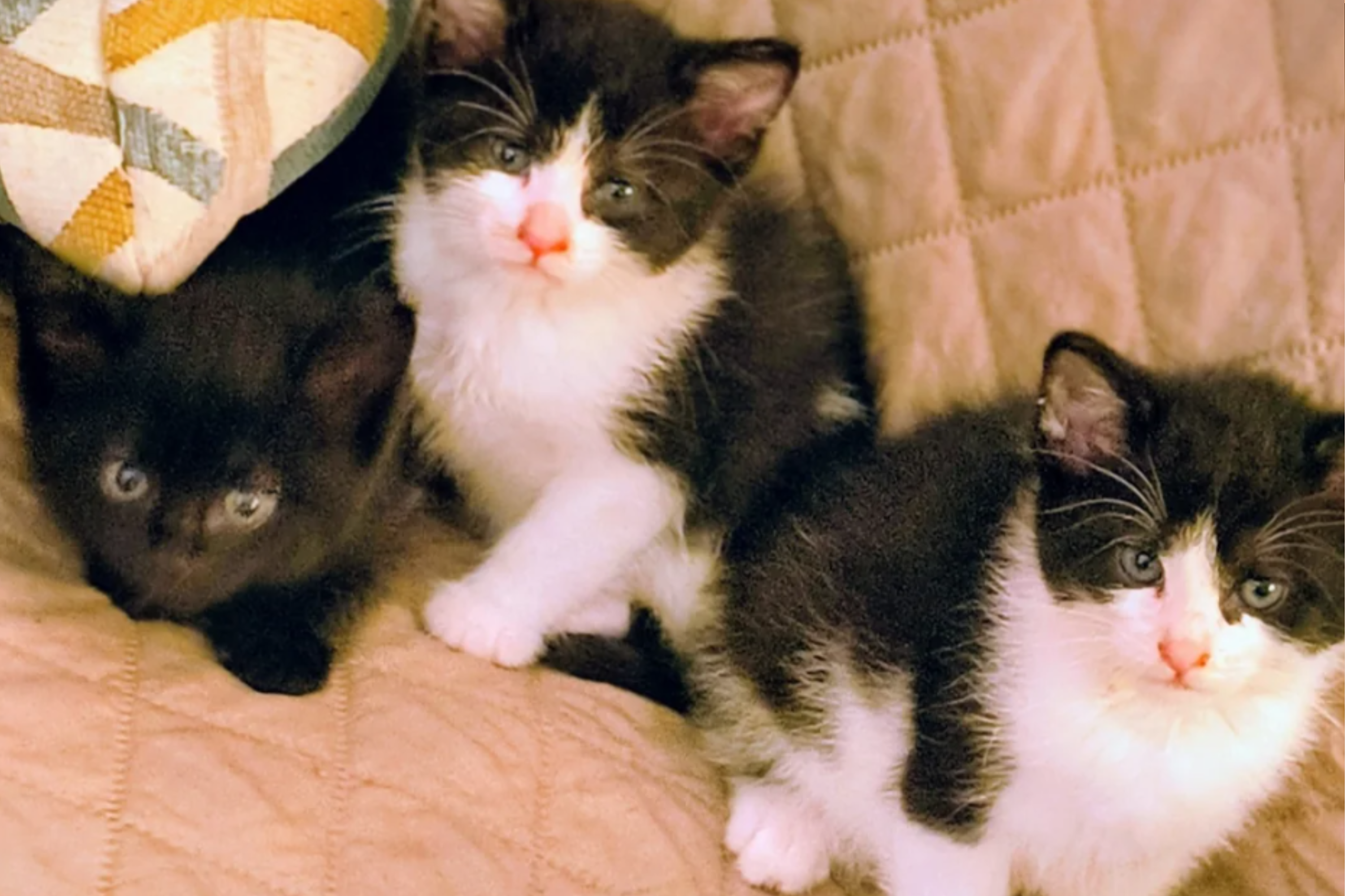Woman Finds Abandoned Kittens With Handwritten Note—Tears at What It Says