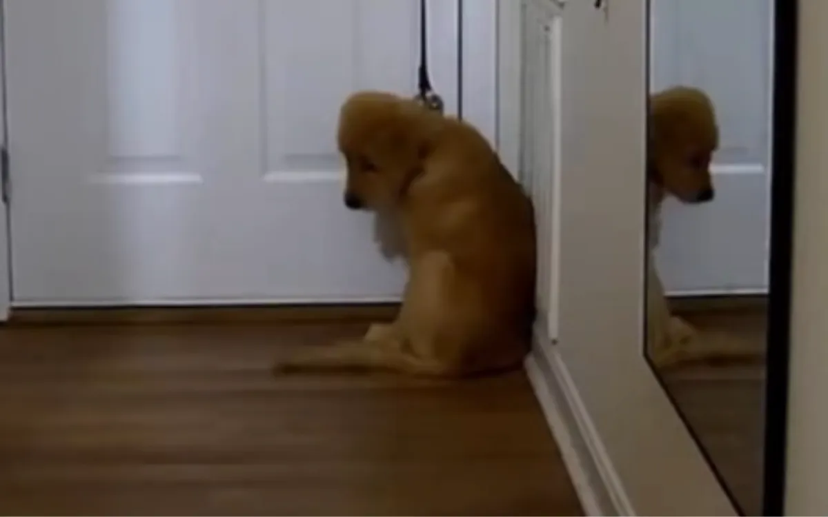 Reese the Golden Retriever puppy at home.